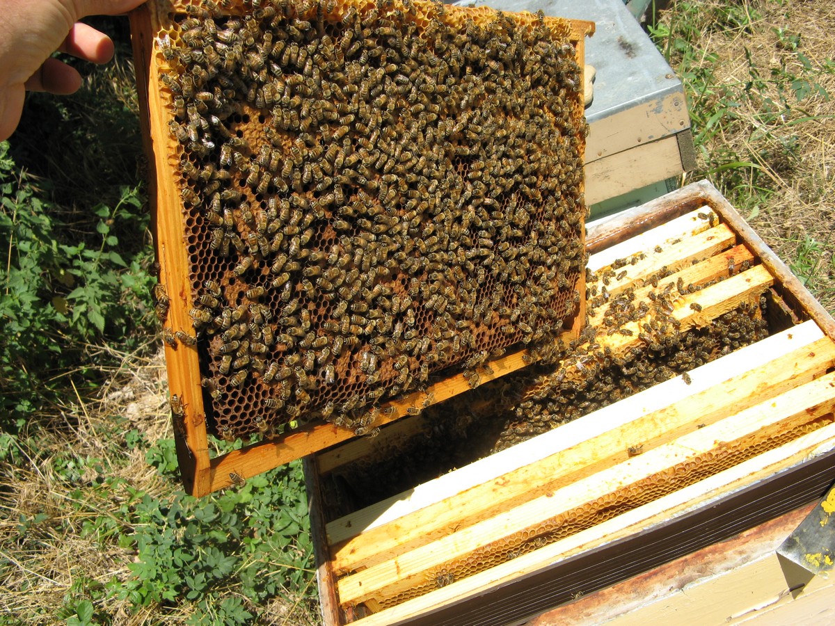 L'organisation des abeilles dans la ruche