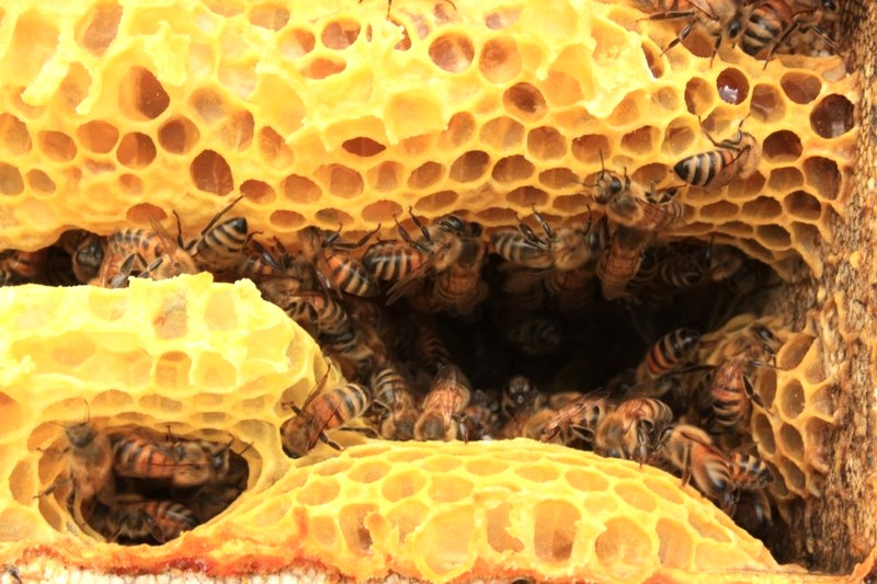 La fabrication du miel par les abeilles - Ruchers du Tigou