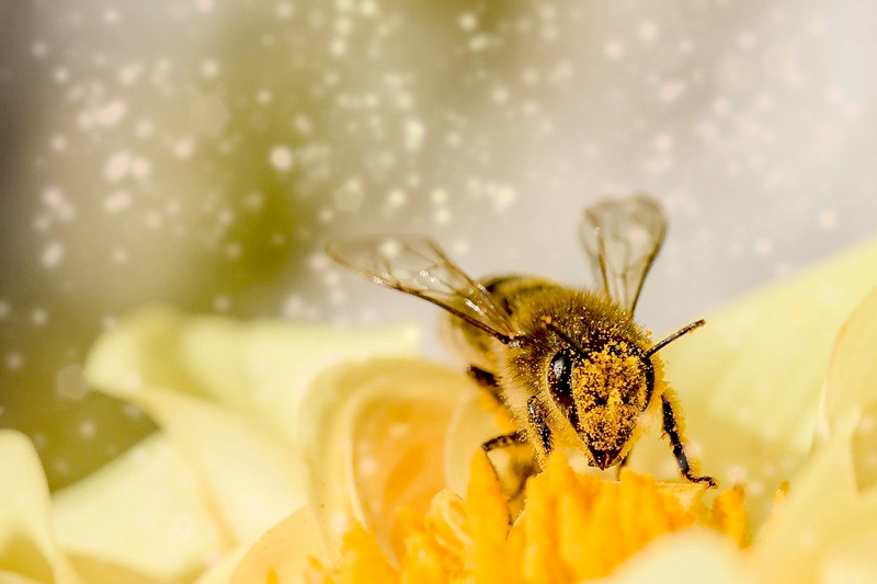 Quel est le rôle du pollen pour les abeilles ?